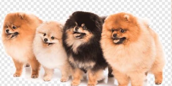Imagem do grupo de WhatsApp Spitz alemão SP 🐶❤️
