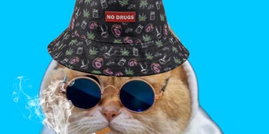 Imagem do grupo de WhatsApp Shit post 😎