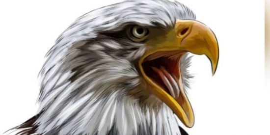 Imagem do grupo de WhatsApp Os falcão PL 157🦅