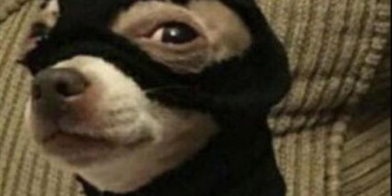 Imagem do grupo de WhatsApp ƒigυriทнαs αмiʑα∂єs мємєs