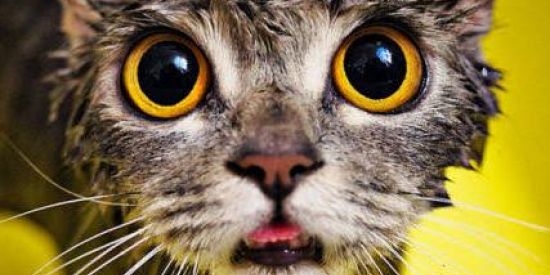 Imagem do grupo de WhatsApp Portugués e Espanhol 👋