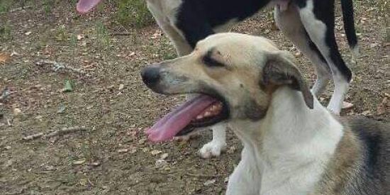 Imagem do grupo de WhatsApp Caça tatu e teiú🦨🐾