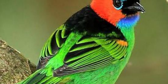 Imagem do grupo de WhatsApp Criadores de pasarosP.D.C