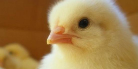 Imagem do grupo de WhatsApp 🐤🌻VEGANOS🌻🐤