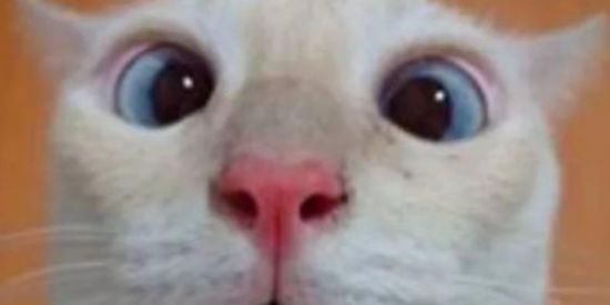 Imagem do grupo de WhatsApp 入ᘻᓰ乙ᗩᕲᘿSᅠꪰf157