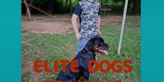 Imagem do grupo de WhatsApp curso Adestramento canino