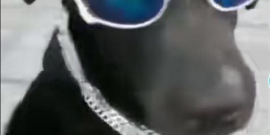 Imagem do grupo de WhatsApp Cachorros🐶