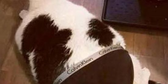 Imagem do grupo de WhatsApp Shitpost da Zueira 😎👌