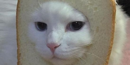 Imagem do grupo de WhatsApp CHAT DO TIO BOB  🕊️