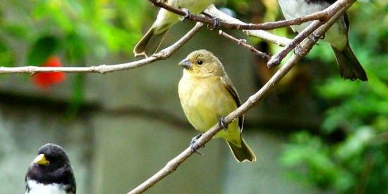 Imagem do grupo de WhatsApp 🍃Papo de coleiro 🍃