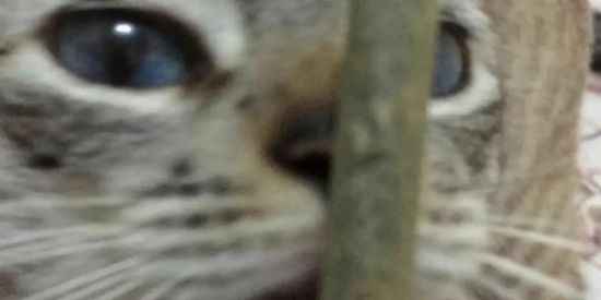 Imagem do grupo de WhatsApp Shitpost do melhor🌚