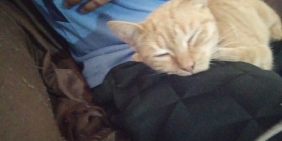 Imagem do grupo de WhatsApp monkey city kk