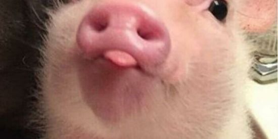 Imagem do grupo de WhatsApp Quinzada