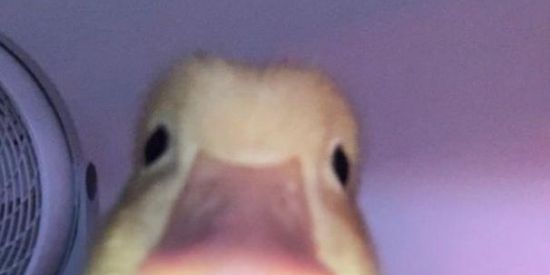 Imagem do grupo de WhatsApp Figurinhas amizades memes