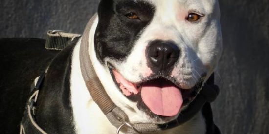 Imagem do grupo de WhatsApp Apaixonado por pitbull sc