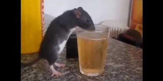 Imagem do grupo de WhatsApp Esgotão 1.0