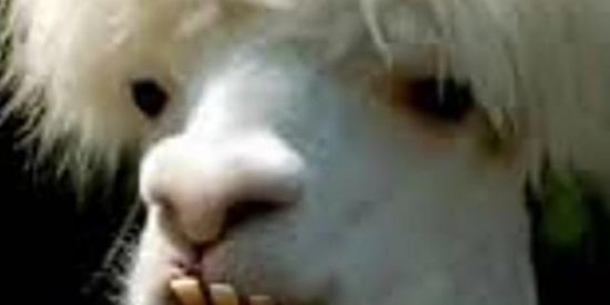 Imagem do grupo de WhatsApp Zueira🤪🔥