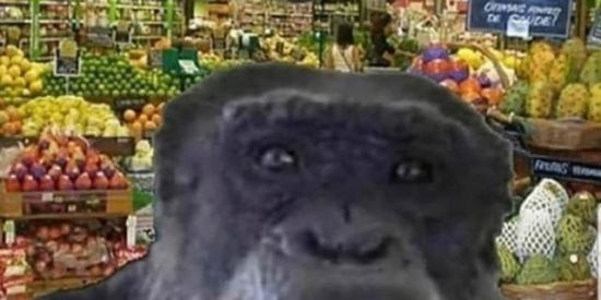 Imagem do grupo de WhatsApp tropa of the makaco