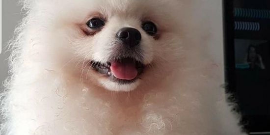 Imagem do grupo de WhatsApp Spitz alemão/lulu vendas