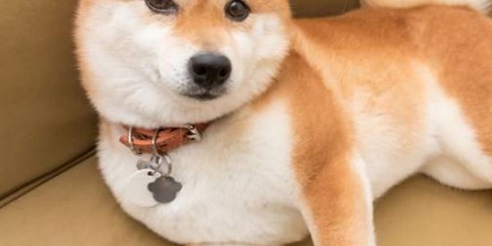 Imagem do grupo de WhatsApp 🦮Dogs