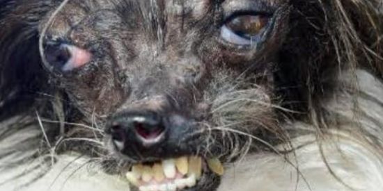 Imagem do grupo de WhatsApp Despedida da Sofia hehheh