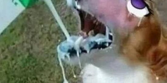 Imagem do grupo de WhatsApp Glow Stage ࿐