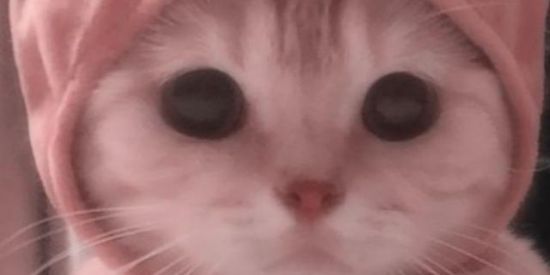 Imagem do grupo de WhatsApp [WEB FAMILIA🇧🇷]