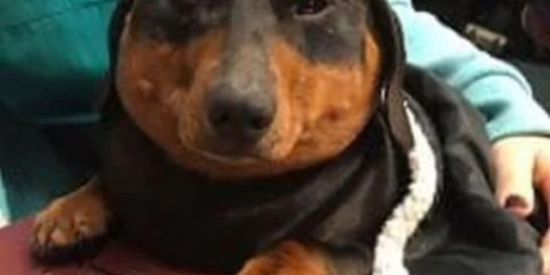 Imagem do grupo de WhatsApp balacobaco