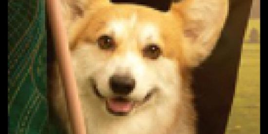 Imagem do grupo de WhatsApp Grupo temporário