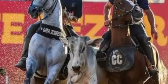 Imagem do grupo de WhatsApp GENÉTICA QUANTO DE MILHA