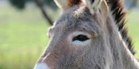 Imagem do grupo de WhatsApp Grupo Dos Jegue