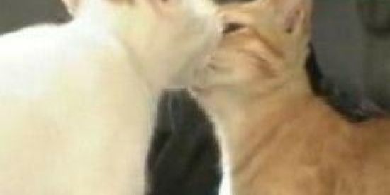 Imagem do grupo de WhatsApp 『amigar ou namorar』