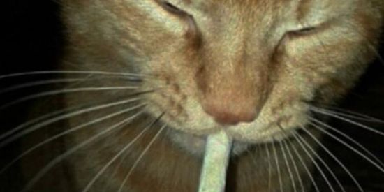 Imagem do grupo de WhatsApp CHAT DO BLISS 😡🕊️