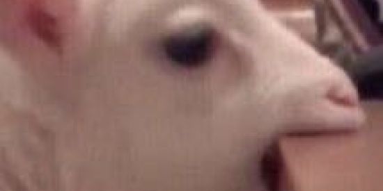 Imagem do grupo de WhatsApp Ⓜⓔⓝⓞⓡ post 1.0