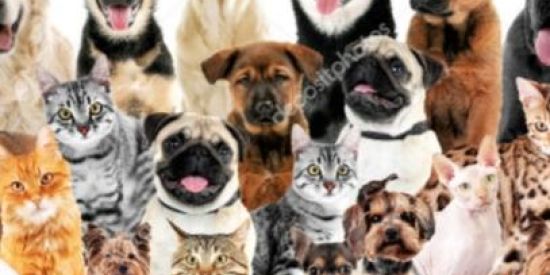 Imagem do grupo de WhatsApp Amantes de animais ❤🐾