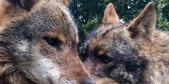 Imagem do grupo de WhatsApp alcateia🐺