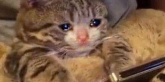 Imagem do grupo de WhatsApp Webnamoro❤‍🔥