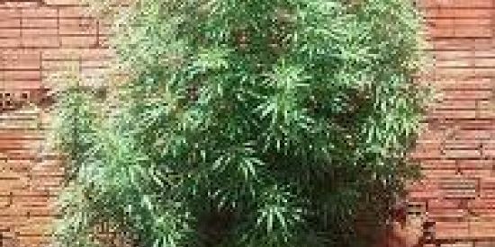 Imagem do grupo de WhatsApp 4:20 da discórdia