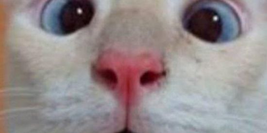 Imagem do grupo de WhatsApp Zoeiras na quarentena 🥋🏋️