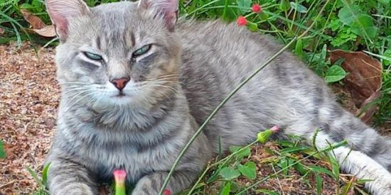 Imagem do grupo de WhatsApp Gato cinza, ajude ❤