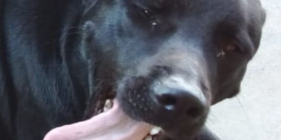 Imagem do grupo de WhatsApp Meu Pet Legal