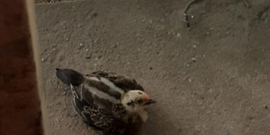 Imagem do grupo de WhatsApp LOOL