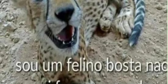 Imagem do grupo de WhatsApp Pastel do seu zé