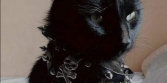 Imagem do grupo de WhatsApp ✨ENGAJAMENTO INSTA✨