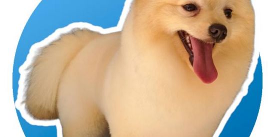 Imagem do grupo de WhatsApp Tosadores - Cotia