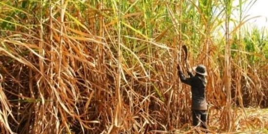 Imagem do grupo de WhatsApp BONDE DO NETTTO 4.0