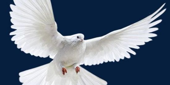 Imagem do grupo de WhatsApp igreja 🕊️❤️