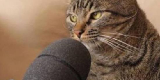 Imagem do grupo de WhatsApp ❤‍🔥SHITPOST DO BOM❤‍🔥