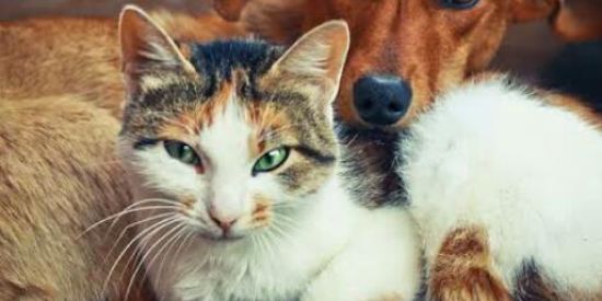 Imagem do grupo de WhatsApp EU AMO OS ANIMAIS ❤ 🐶🐱