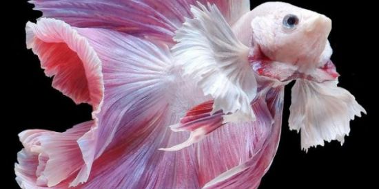 Imagem do grupo de WhatsApp Bettas de Linhagem